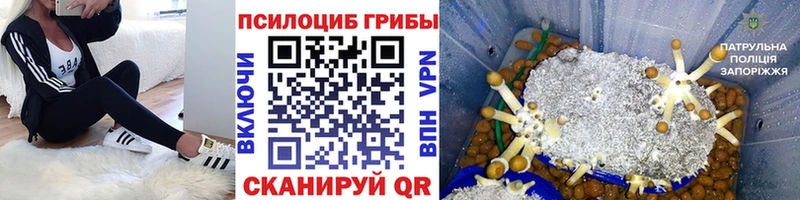 kraken зеркало  Тула  Псилоцибиновые грибы мицелий 